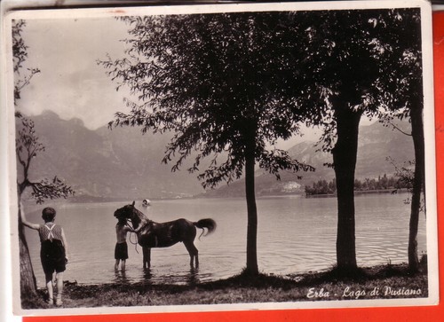 Cartolina erba b n - cartolina, b/n